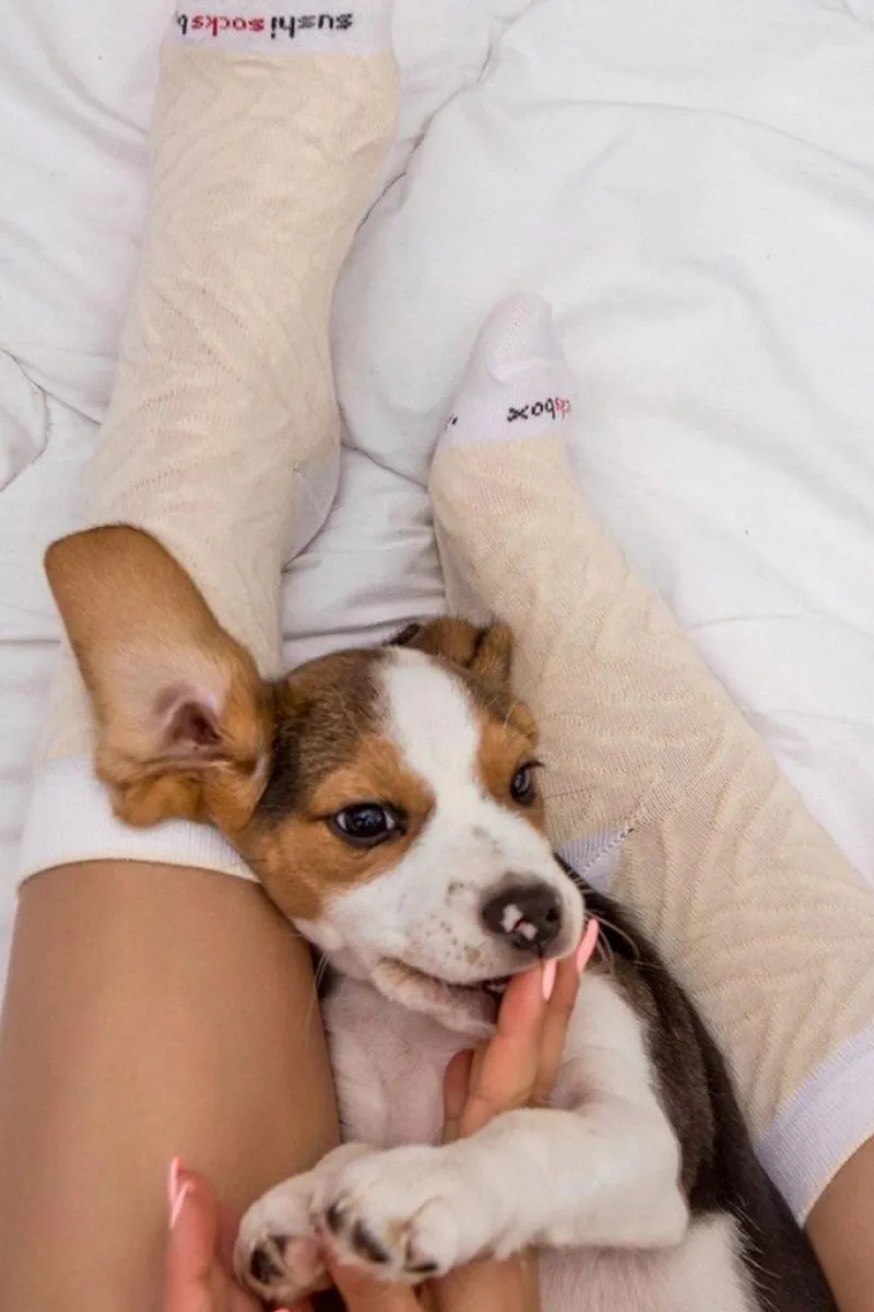 Outlet ZOOKSY/RAINBOW SOCKS Skarpetki Rainbow Socks Sushi 1 Para Ryba Maślana